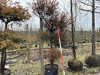 Venijnboom - vormboom - afbeelding 1 van  2