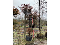 Venijnboom - vormboom - afbeelding 2 van  2