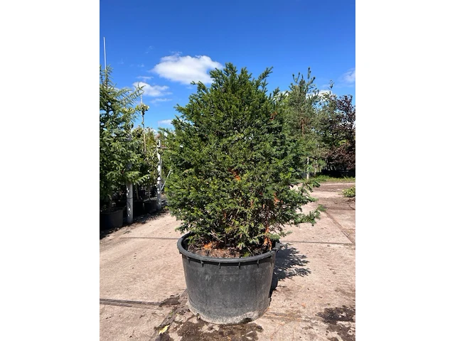Venijnboom, taxus baccata, bolvorm, wintergroen, ca. 125-150 cm hoog - afbeelding 1 van  1
