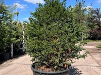Venijnboom, taxus baccata, bolvorm, wintergroen, ca. 125-150 cm hoog