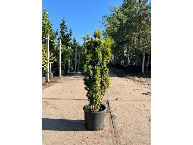 Venijnboom, taxus baccata, haagplant, wintergroen, ca. 75-100 cm hoog - afbeelding 1 van  1