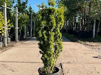 Venijnboom, taxus baccata, haagplant, wintergroen, ca. 75-100 cm hoog