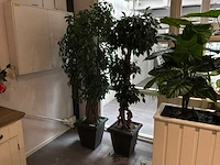 Verrijdbare plantenbak (2x) - afbeelding 4 van  6