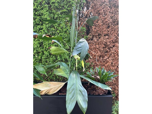 Verrijdbare plantenbak - afbeelding 2 van  10