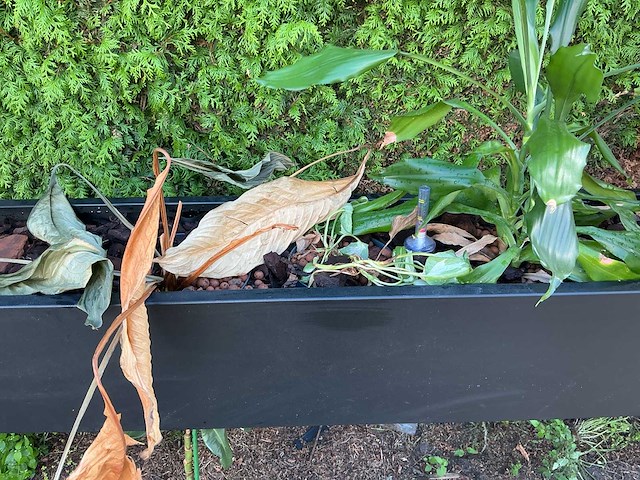 Verrijdbare plantenbak - afbeelding 9 van  10