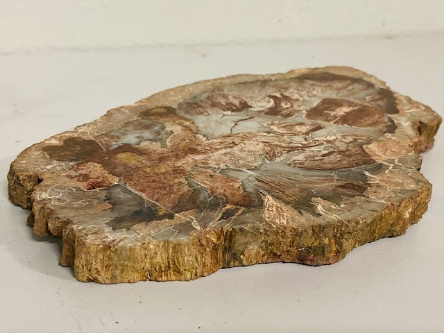 Versteend hout plak met standaard - afbeelding 3 van  4