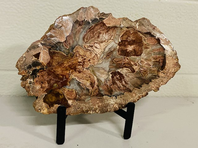 Versteend hout plak met standaard - afbeelding 4 van  4