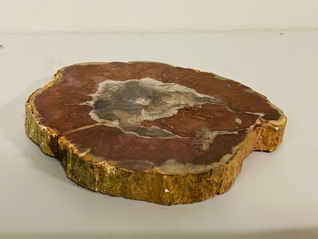 Versteend hout plak met standaard - afbeelding 2 van  5