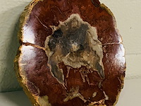 Versteend hout plak met standaard - afbeelding 3 van  5