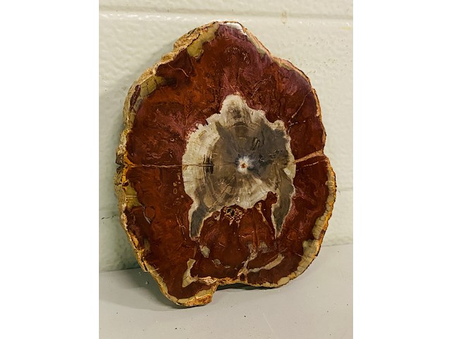 Versteend hout plak met standaard - afbeelding 4 van  5