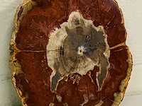 Versteend hout plak met standaard - afbeelding 4 van  5