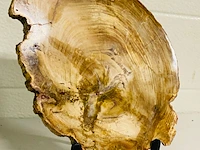 Versteend hout plak met standaard