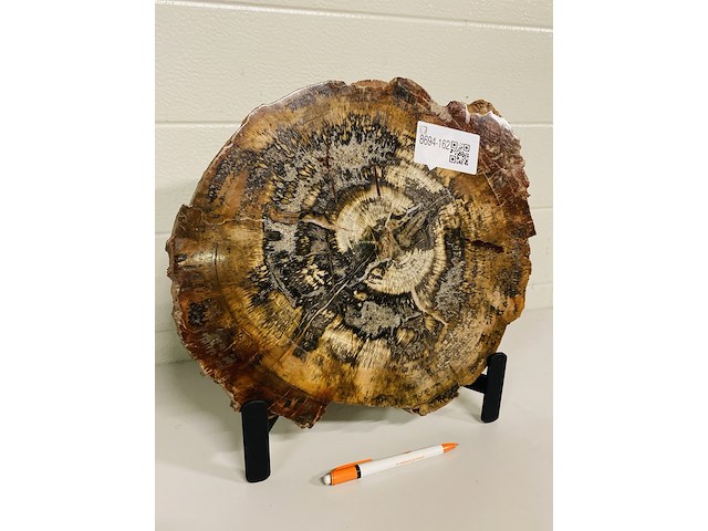 Versteend hout plak + standaard - afbeelding 1 van  5