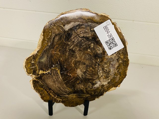 Versteend hout plak - afbeelding 1 van  3