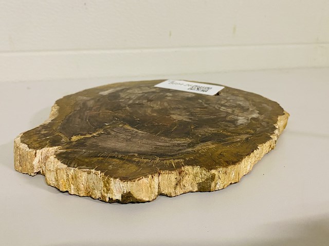 Versteend hout plak - afbeelding 3 van  3