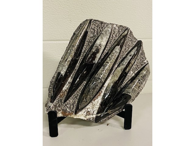 Versteende plaat met orthoceras fossielen - afbeelding 1 van  5