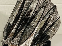 Versteende plaat met orthoceras fossielen - afbeelding 1 van  5