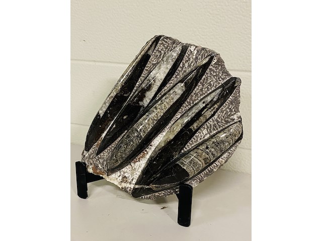 Versteende plaat met orthoceras fossielen - afbeelding 2 van  5