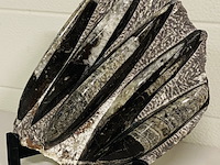 Versteende plaat met orthoceras fossielen - afbeelding 2 van  5