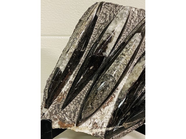 Versteende plaat met orthoceras fossielen - afbeelding 4 van  5