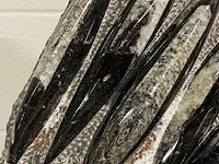 Versteende plaat met orthoceras fossielen - afbeelding 4 van  5