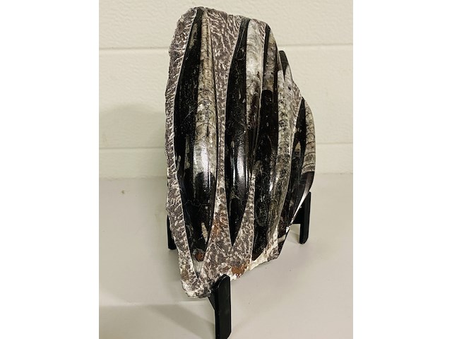 Versteende plaat met orthoceras fossielen - afbeelding 5 van  5