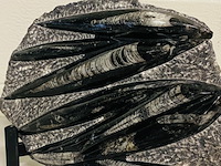 Versteende plaat met orthoceras fossielen - afbeelding 4 van  5