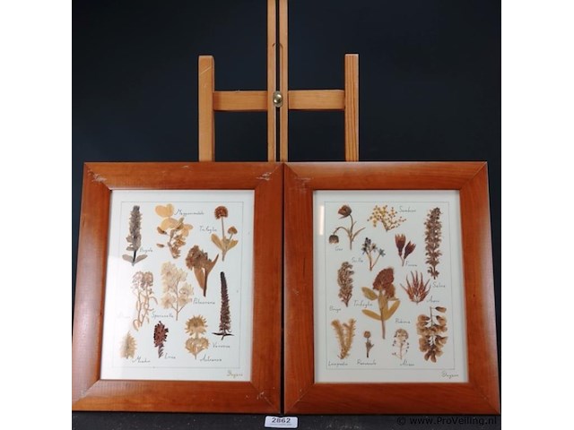 Verzameling droogbloemen achter glas en in houten lijsten - afbeelding 1 van  5