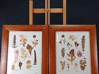 Verzameling droogbloemen achter glas en in houten lijsten - afbeelding 1 van  5