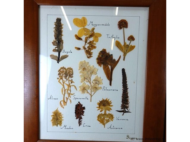 Verzameling droogbloemen achter glas en in houten lijsten - afbeelding 2 van  5