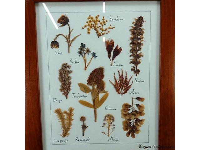 Verzameling droogbloemen achter glas en in houten lijsten - afbeelding 3 van  5