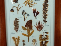 Verzameling droogbloemen achter glas en in houten lijsten - afbeelding 3 van  5