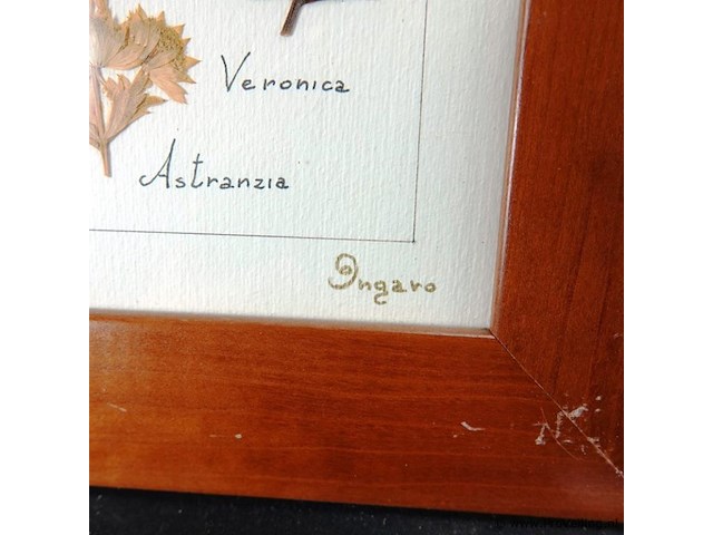 Verzameling droogbloemen achter glas en in houten lijsten - afbeelding 4 van  5