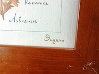 Verzameling droogbloemen achter glas en in houten lijsten - afbeelding 4 van  5