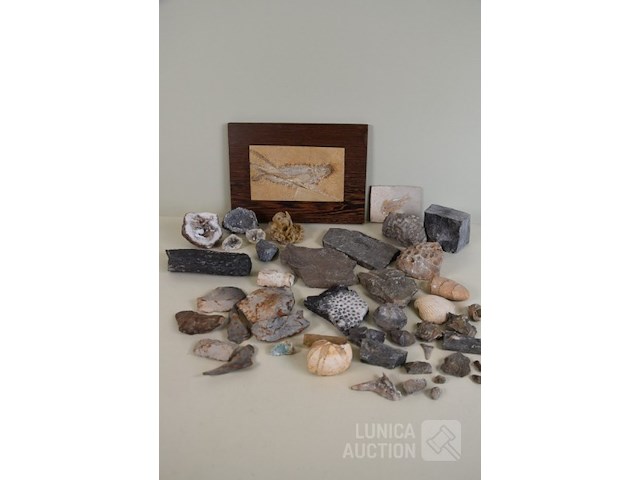Verzameling fossielen en gesteente - afbeelding 1 van  10