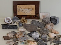 Verzameling fossielen en gesteente - afbeelding 1 van  10