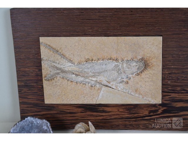 Verzameling fossielen en gesteente - afbeelding 3 van  10