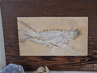 Verzameling fossielen en gesteente - afbeelding 3 van  10