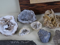 Verzameling fossielen en gesteente - afbeelding 4 van  10