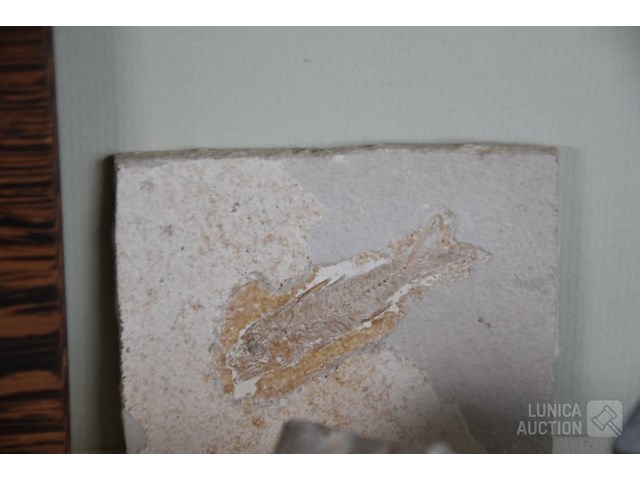 Verzameling fossielen en gesteente - afbeelding 5 van  10