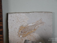 Verzameling fossielen en gesteente - afbeelding 5 van  10