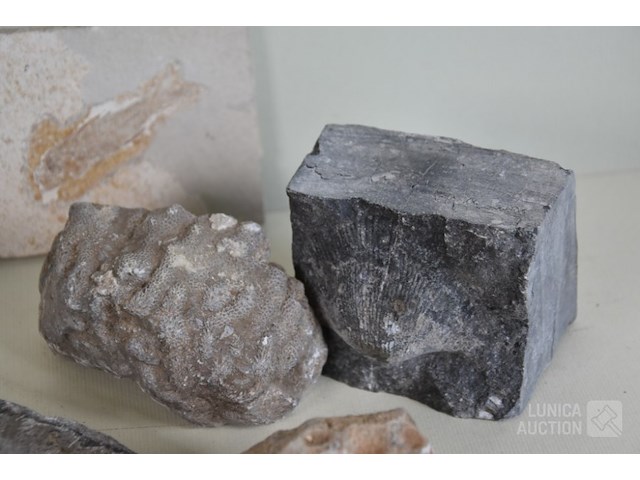 Verzameling fossielen en gesteente - afbeelding 6 van  10