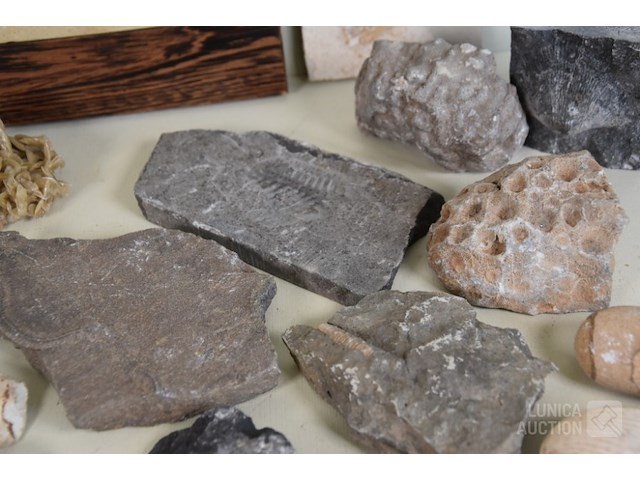 Verzameling fossielen en gesteente - afbeelding 7 van  10