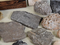 Verzameling fossielen en gesteente - afbeelding 7 van  10