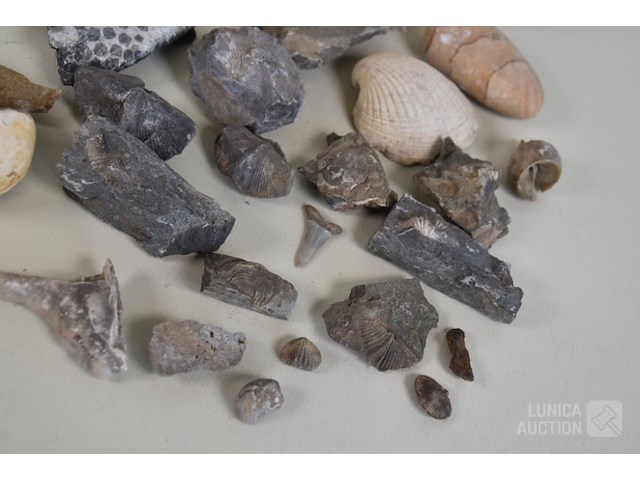 Verzameling fossielen en gesteente - afbeelding 8 van  10