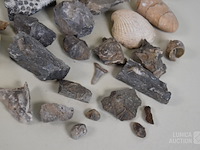 Verzameling fossielen en gesteente - afbeelding 8 van  10