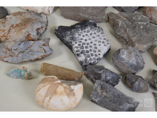 Verzameling fossielen en gesteente - afbeelding 9 van  10