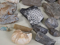 Verzameling fossielen en gesteente - afbeelding 9 van  10