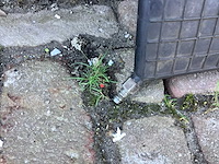 Vetter drukkussen - afbeelding 4 van  4