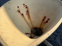 Vicon pendelstrooier (2x) - afbeelding 12 van  12